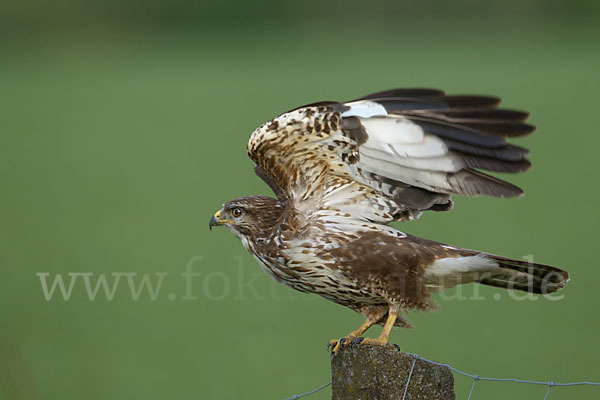 Mäusebussard (Buteo buteo)