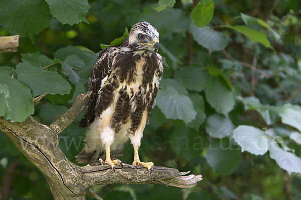 Mäusebussard (Buteo buteo)