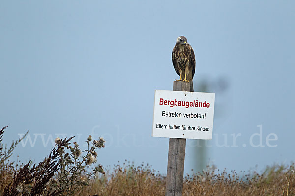 Mäusebussard (Buteo buteo)