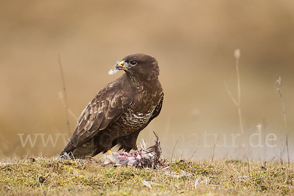 Mäusebussard (Buteo buteo)