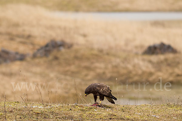 Mäusebussard (Buteo buteo)