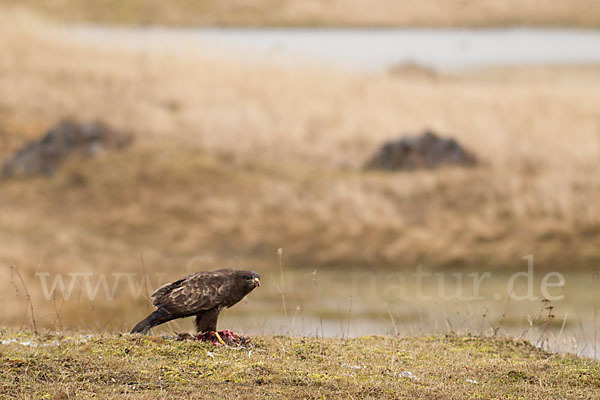 Mäusebussard (Buteo buteo)