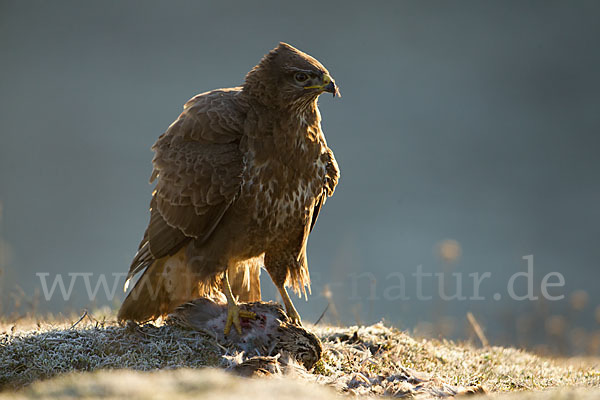 Mäusebussard (Buteo buteo)