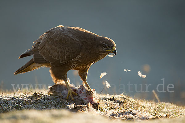 Mäusebussard (Buteo buteo)