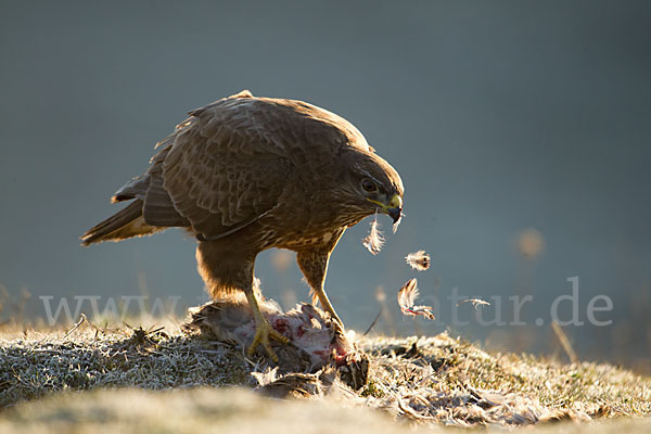 Mäusebussard (Buteo buteo)