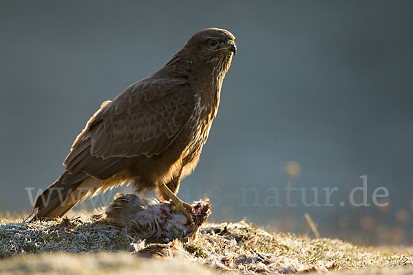 Mäusebussard (Buteo buteo)