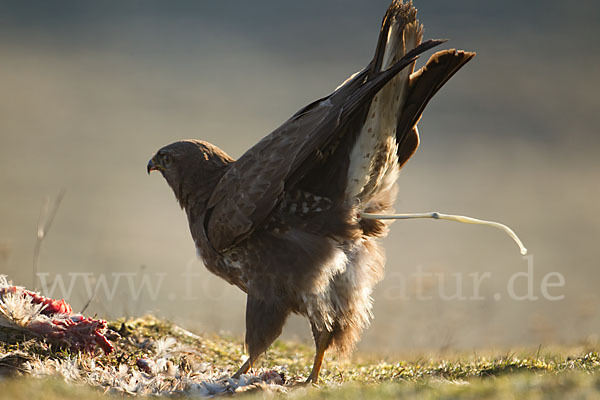 Mäusebussard (Buteo buteo)