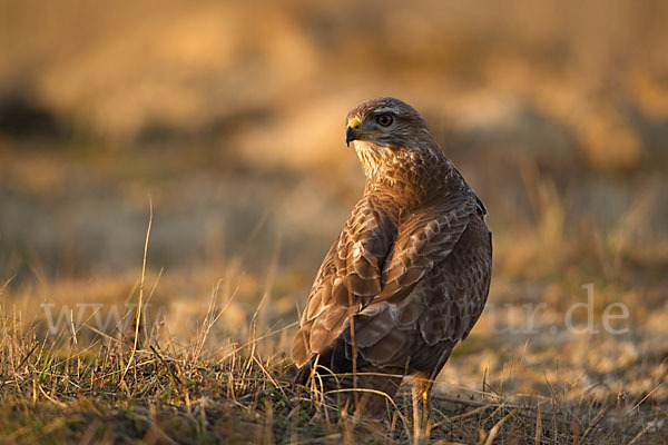 Mäusebussard (Buteo buteo)