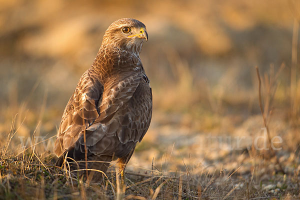 Mäusebussard (Buteo buteo)