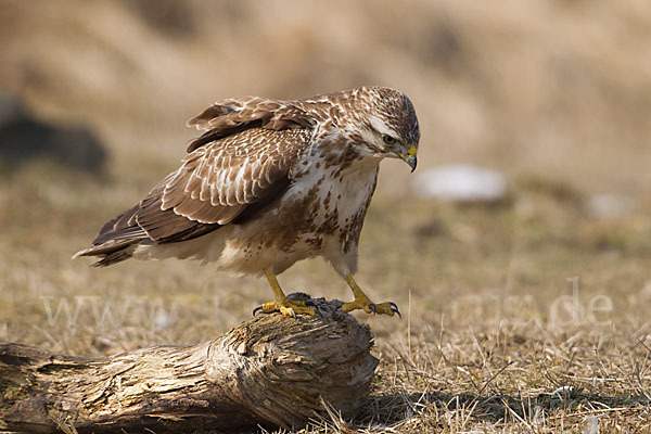 Mäusebussard (Buteo buteo)