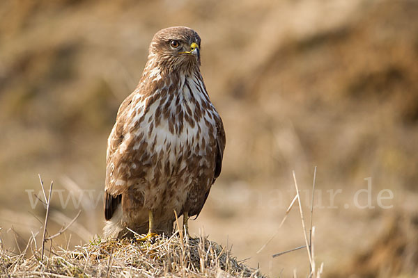 Mäusebussard (Buteo buteo)