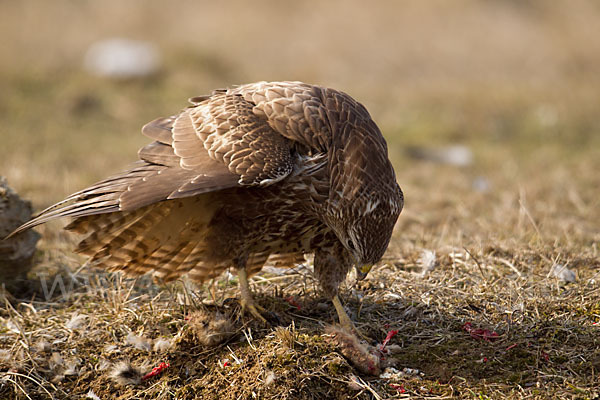 Mäusebussard (Buteo buteo)