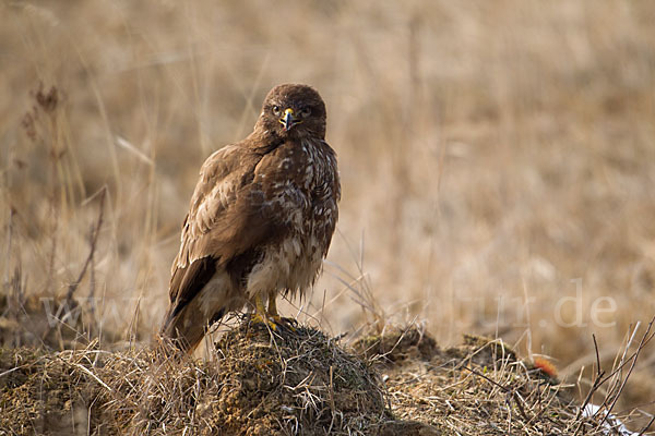 Mäusebussard (Buteo buteo)