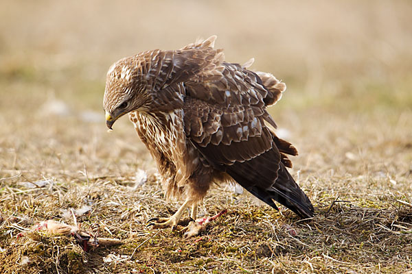 Mäusebussard (Buteo buteo)