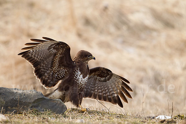 Mäusebussard (Buteo buteo)