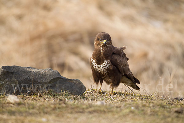 Mäusebussard (Buteo buteo)