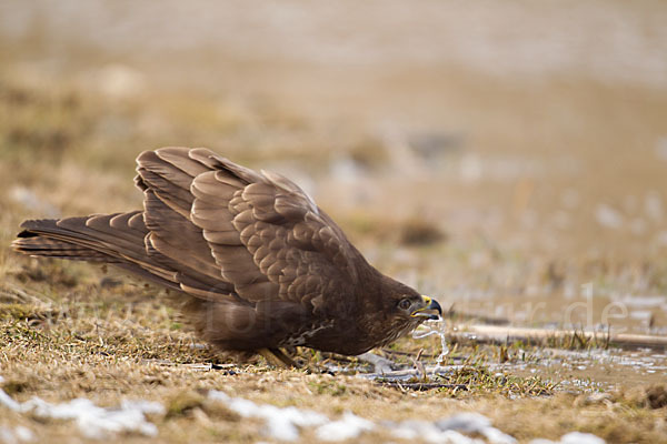 Mäusebussard (Buteo buteo)