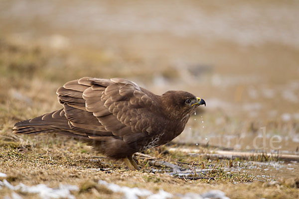 Mäusebussard (Buteo buteo)