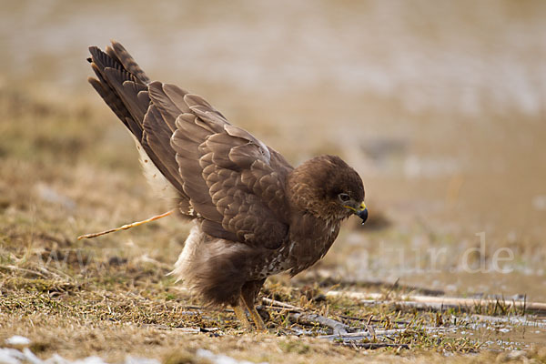 Mäusebussard (Buteo buteo)