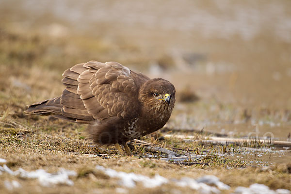 Mäusebussard (Buteo buteo)