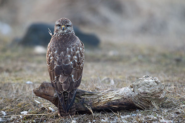 Mäusebussard (Buteo buteo)