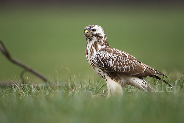 Mäusebussard (Buteo buteo)