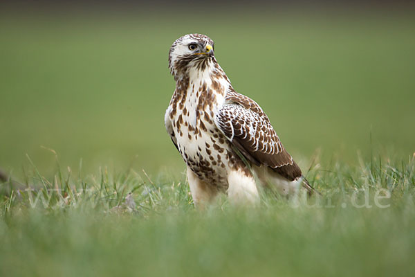 Mäusebussard (Buteo buteo)