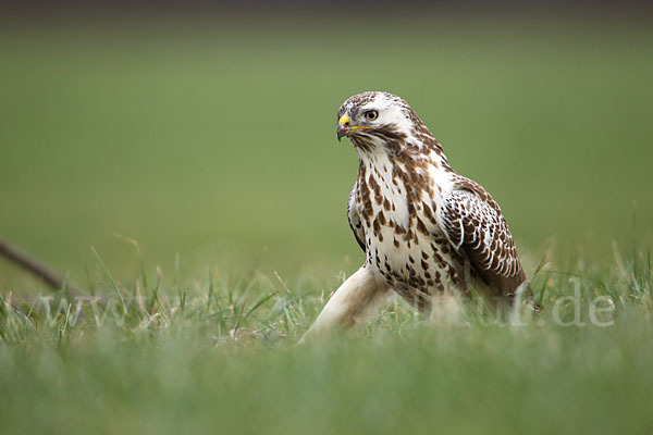 Mäusebussard (Buteo buteo)