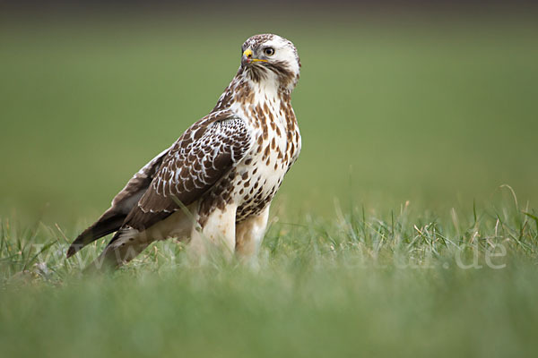 Mäusebussard (Buteo buteo)