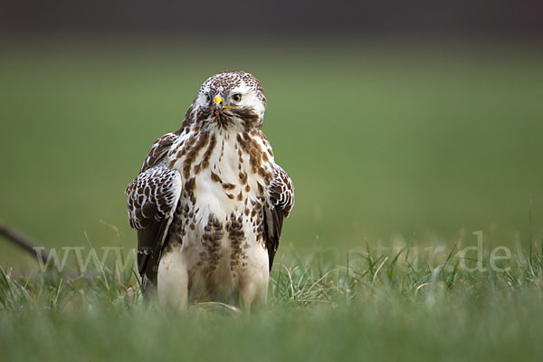 Mäusebussard (Buteo buteo)