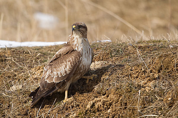 Mäusebussard (Buteo buteo)