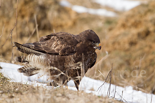 Mäusebussard (Buteo buteo)