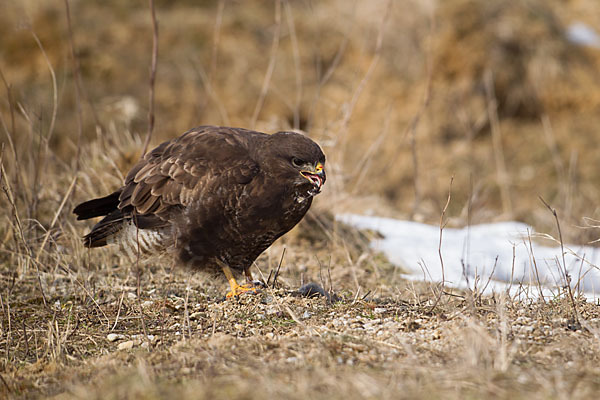 Mäusebussard (Buteo buteo)