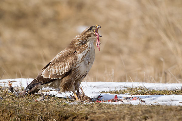 Mäusebussard (Buteo buteo)