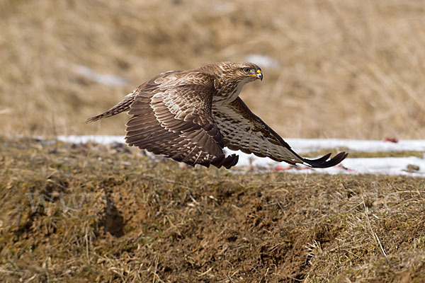 Mäusebussard (Buteo buteo)