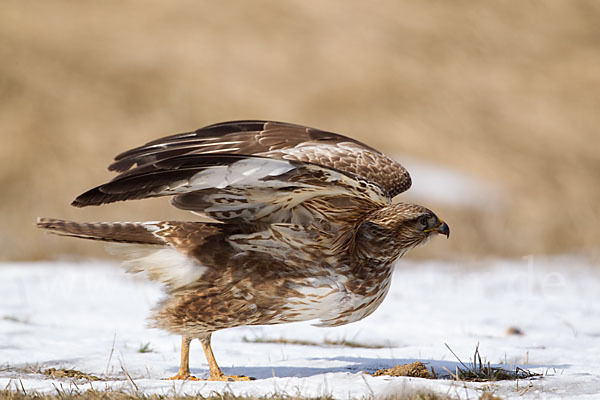 Mäusebussard (Buteo buteo)