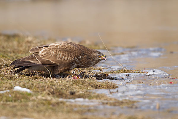 Mäusebussard (Buteo buteo)