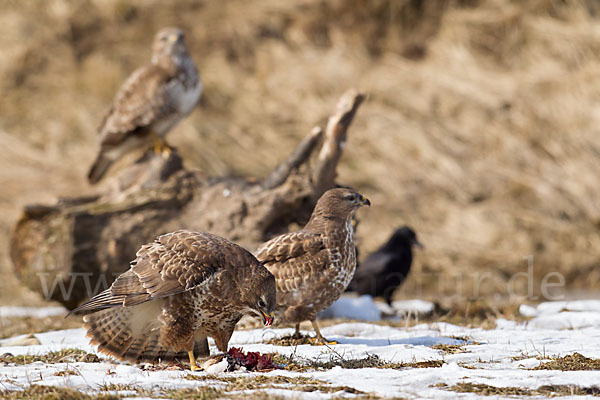 Mäusebussard (Buteo buteo)