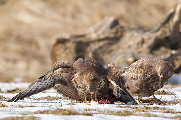 Mäusebussard (Buteo buteo)