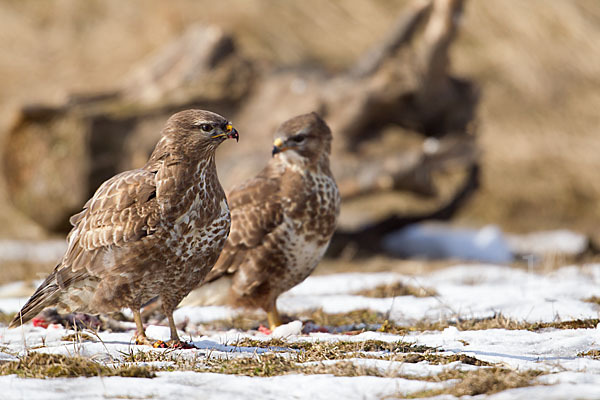 Mäusebussard (Buteo buteo)