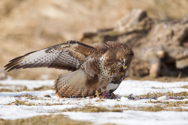 Mäusebussard (Buteo buteo)