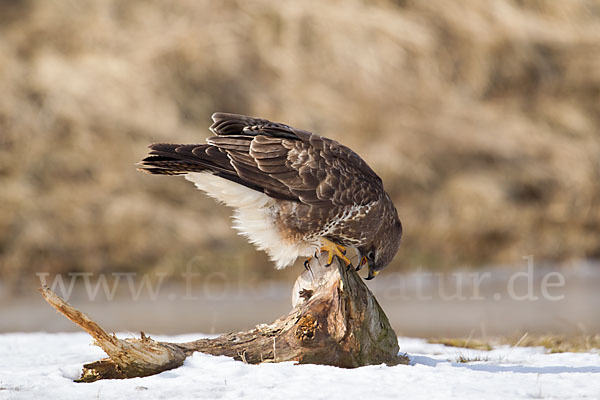 Mäusebussard (Buteo buteo)