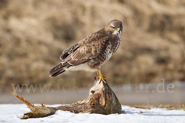 Mäusebussard (Buteo buteo)