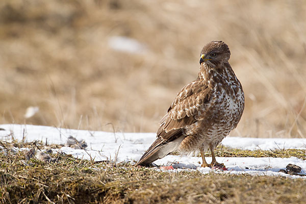 Mäusebussard (Buteo buteo)