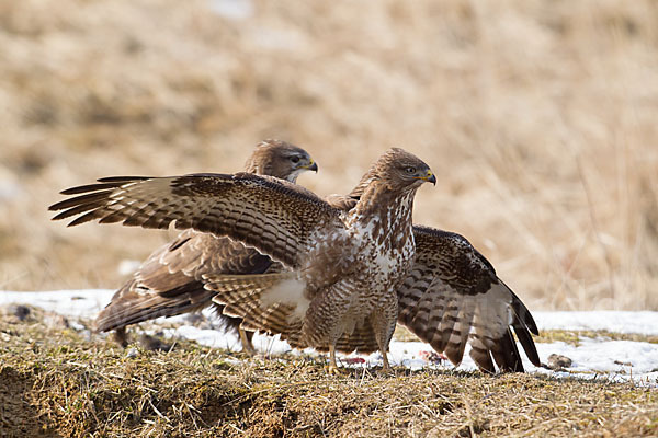 Mäusebussard (Buteo buteo)