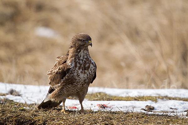 Mäusebussard (Buteo buteo)