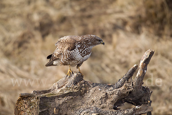 Mäusebussard (Buteo buteo)