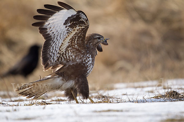 Mäusebussard (Buteo buteo)