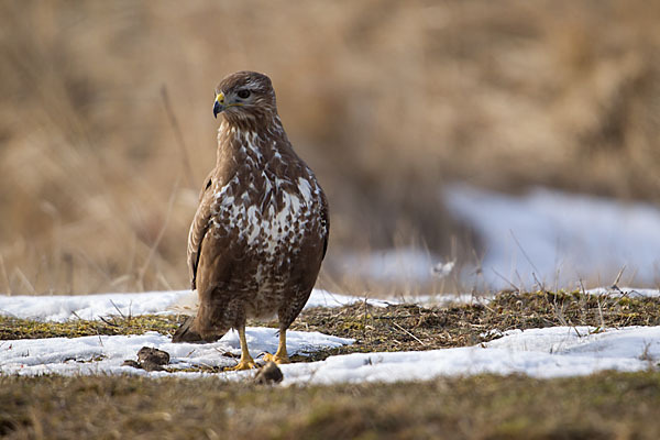 Mäusebussard (Buteo buteo)