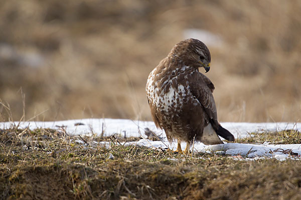 Mäusebussard (Buteo buteo)